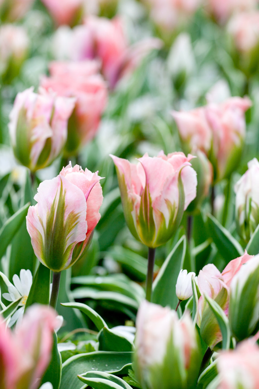 files/TulipChinaTown.jpg